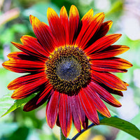 High germination maroon sunflower seeds
