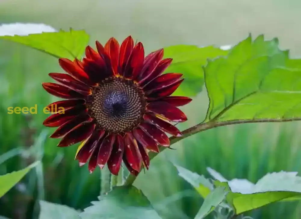 Ornamental maroon sunflower plant