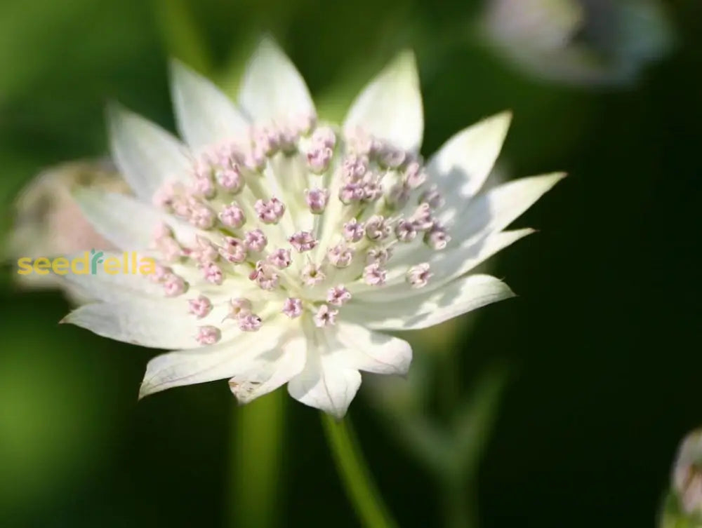 Non GMO Masterwort seeds for gardening