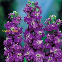 Non GMO Violet Matthiola Incana seeds