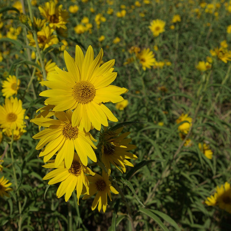 High germination Yellow Maximiliani seeds