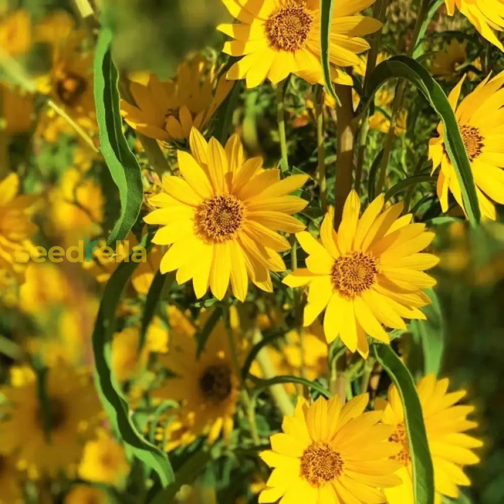 Non GMO Yellow Maximiliani seeds