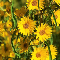 Non GMO Yellow Maximiliani seeds