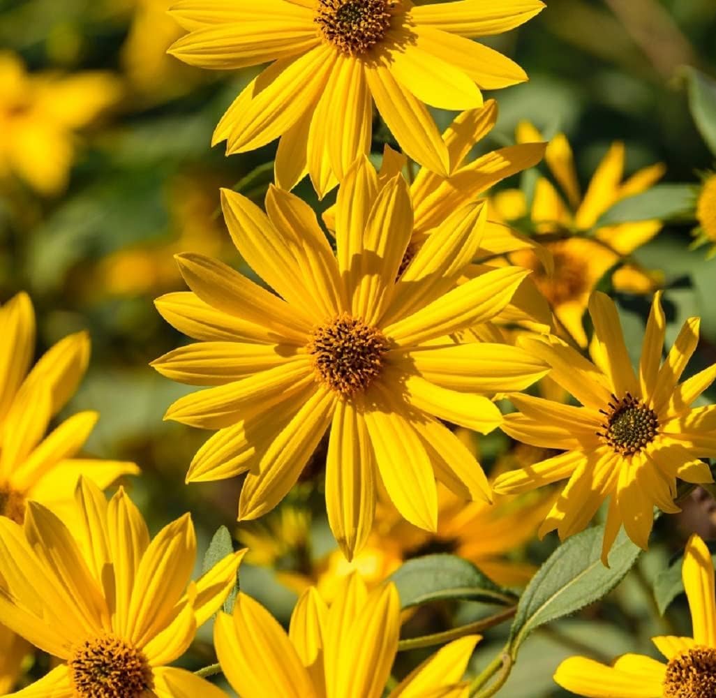 Ornamental Yellow Maximiliani seeds for landscapes