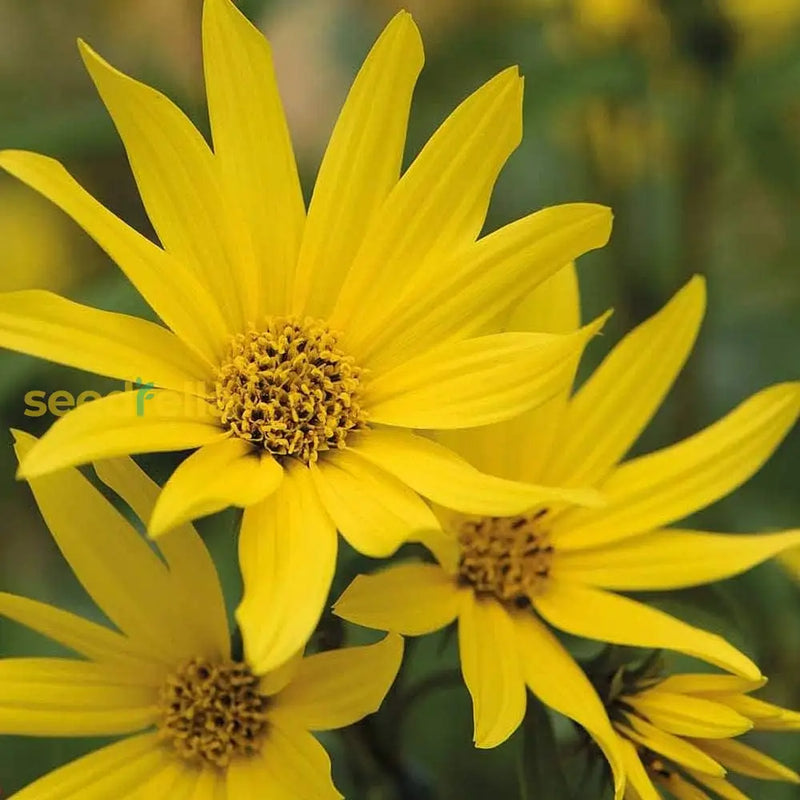 Yellow Maximiliani seeds for planting