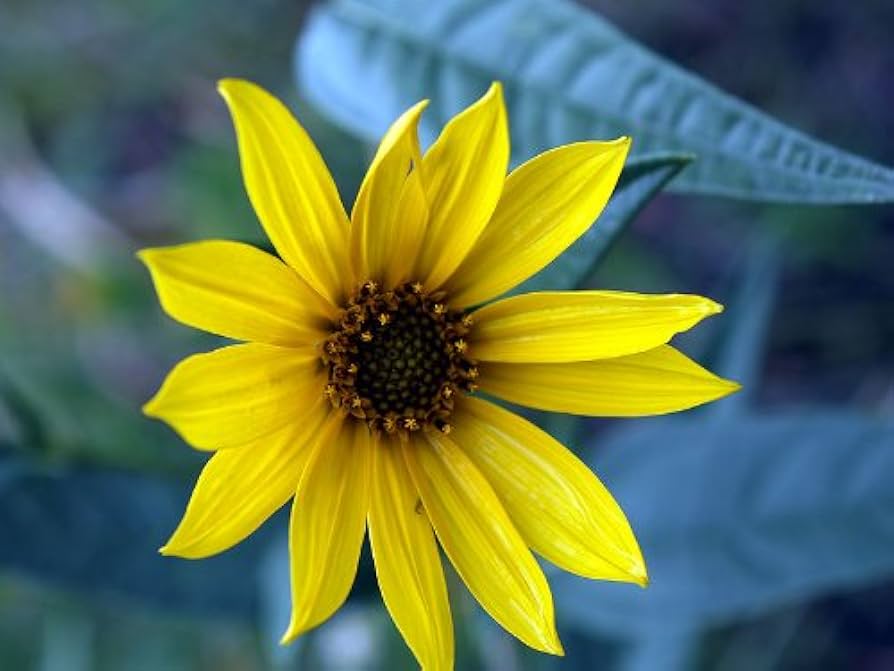 Yellow Maximiliani flowering seeds for gardens