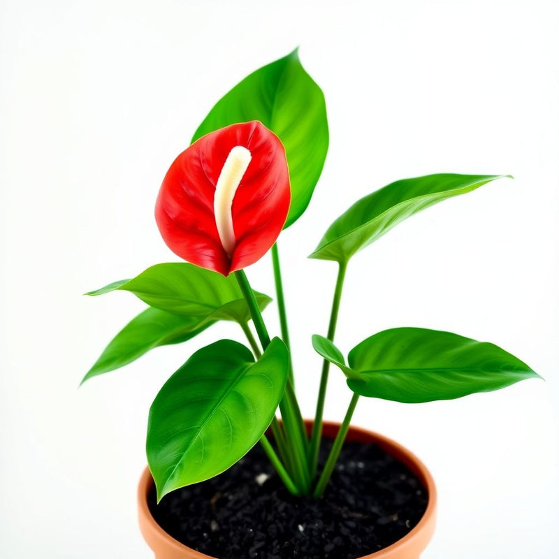 Anthurium 'Cavalli' Flower Seeds for Planting Long Bloom Season Heirloom & GMO Free Seeds for Home Garden
 
 Sale