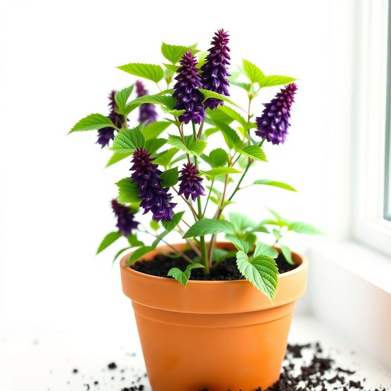 Agastache Rugosa Flower seeds for Planting - Compact Growth, Heirloom & GMO Free Seeds for Home Garden