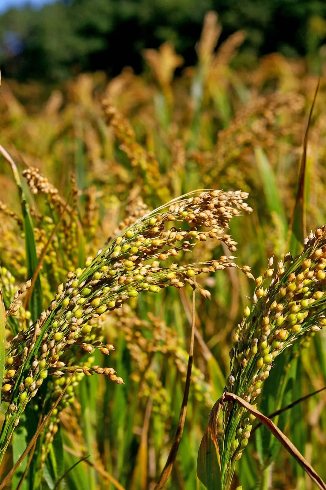 White Proso Millet Planting Seeds for Thriving Gardens and Sustainable Agriculture