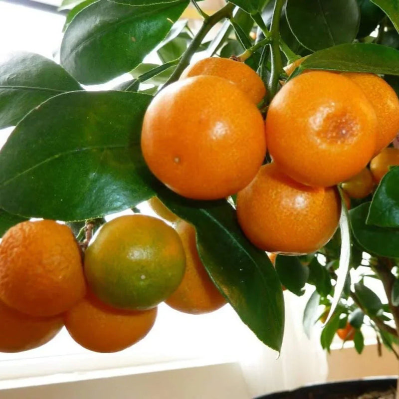Orange Tangerine Tree Seeds for Planting | Grow Your Own Citrus Delight