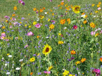 Mirror Orchid mixed seeds for gardening and planting