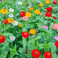 Non-GMO Mix Oklahoma flower seeds