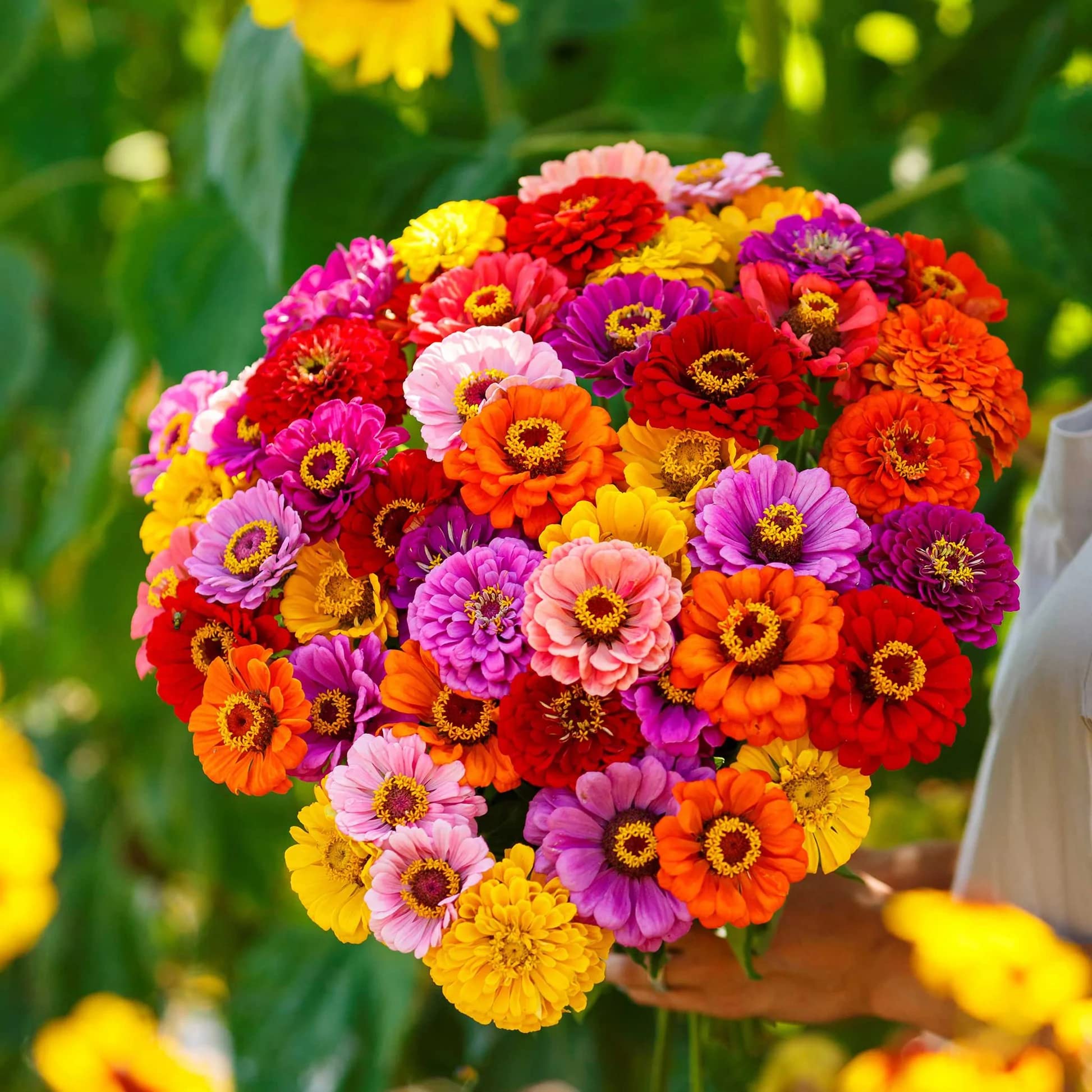 Ornamental Oklahoma mixed flowering plants