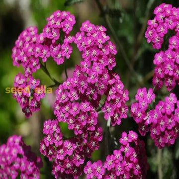 Mixed Achillea Millefolium seeds for planting