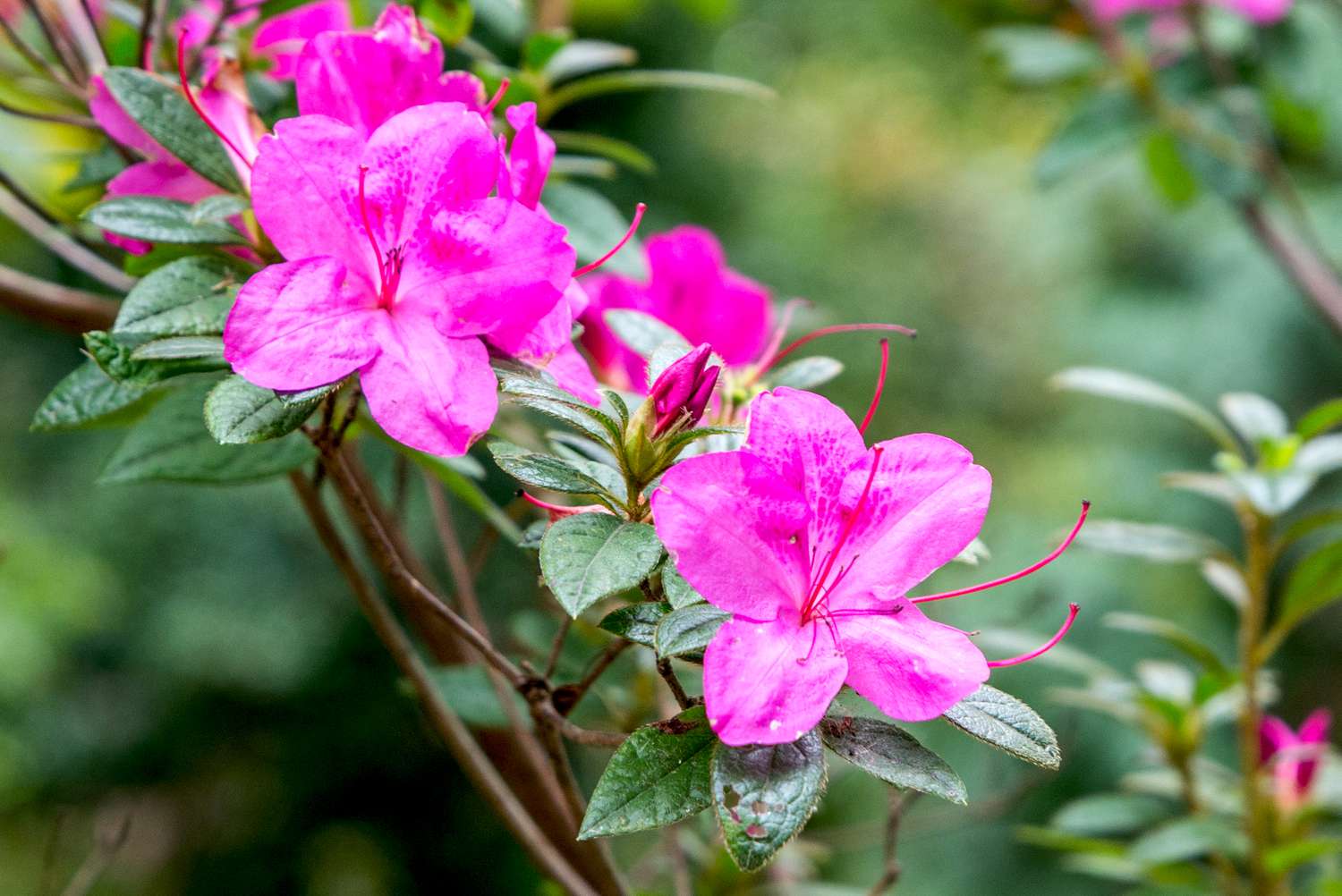 High germination Mixed Azalea seeds