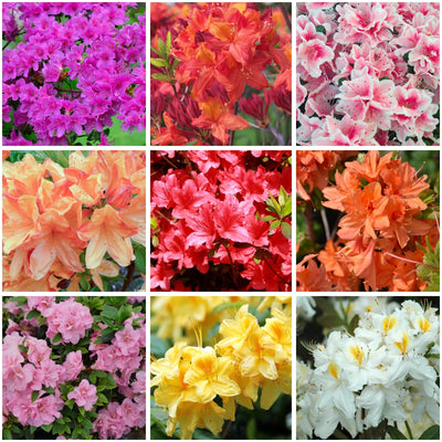 100 Pcs