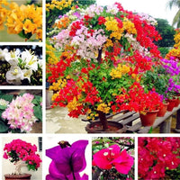 Mixed Bougainvillea flower planting seeds