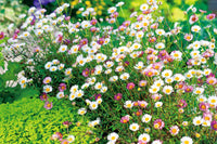 Non GMO Mixed Erigeron seeds