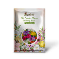 Colorful mixed Freesia flowers in bloom