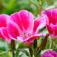 Ornamental Mixed Godetia seeds for gardens