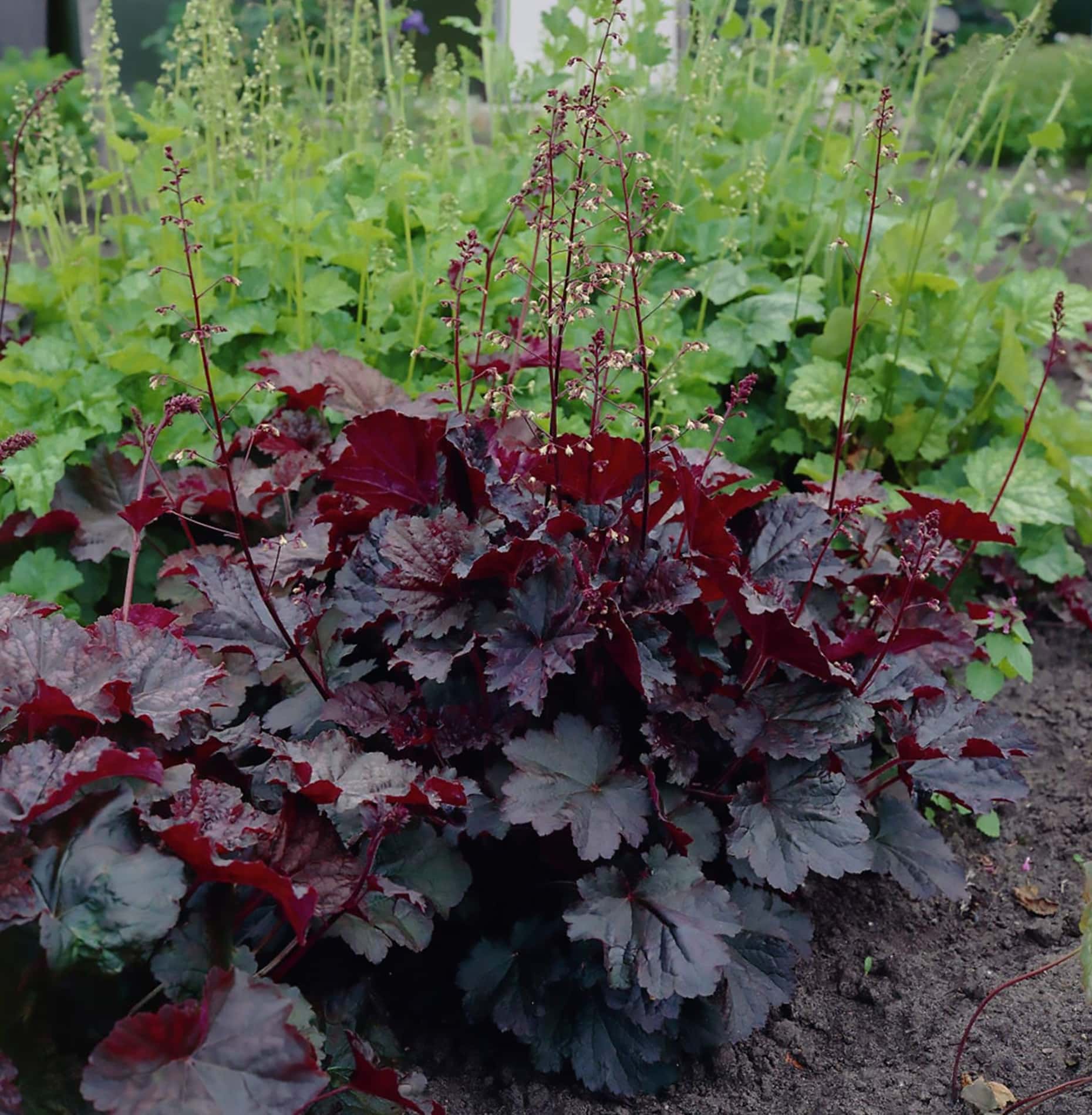 Non GMO Mixed Heuchera seeds