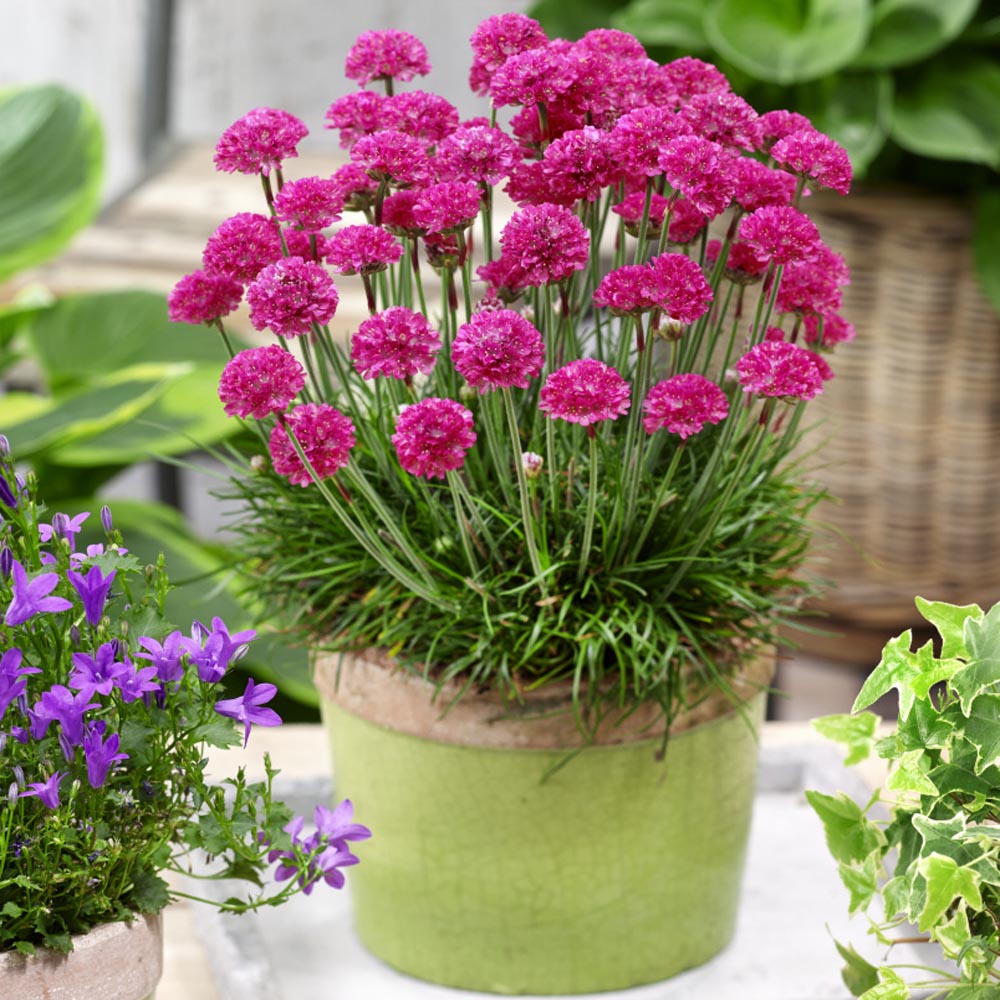 Mixed Joystick flower seeds for planting