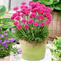Mixed Joystick flower seeds for planting