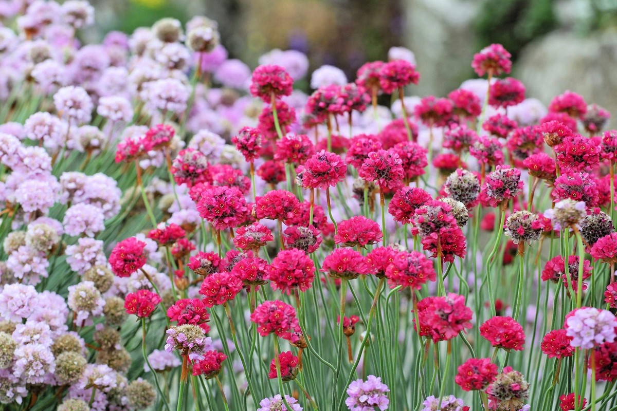 Ornamental Mixed Joystick flowering plant