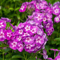 Ornamental Mixed Laura flower plant
