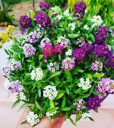 100 Pcs