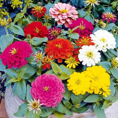 100 Pcs