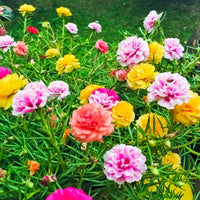 Mixed Moss Rose used as groundcover