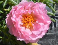 Ornamental Mixed Moss Rose seeds for gardens