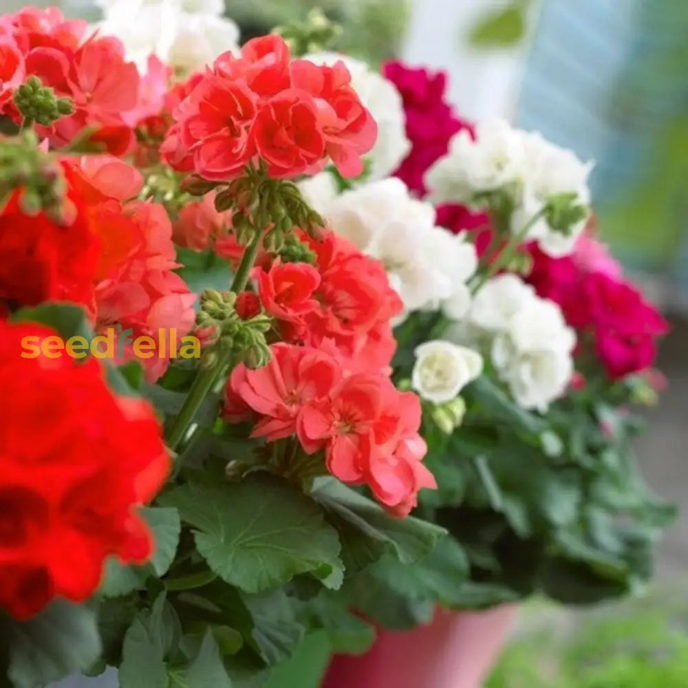 Ornamental Mixed Pelargonium seeds for gardens