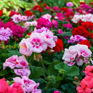 Mixed Pelargonium seeds for planting