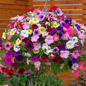 Mixed Petunia seeds for planting