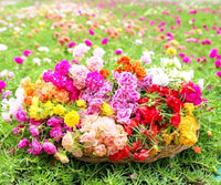 Non GMO Mixed Portulaca Rose seeds