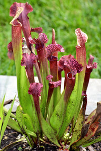 Mixed Sarracenia growing in bog garden