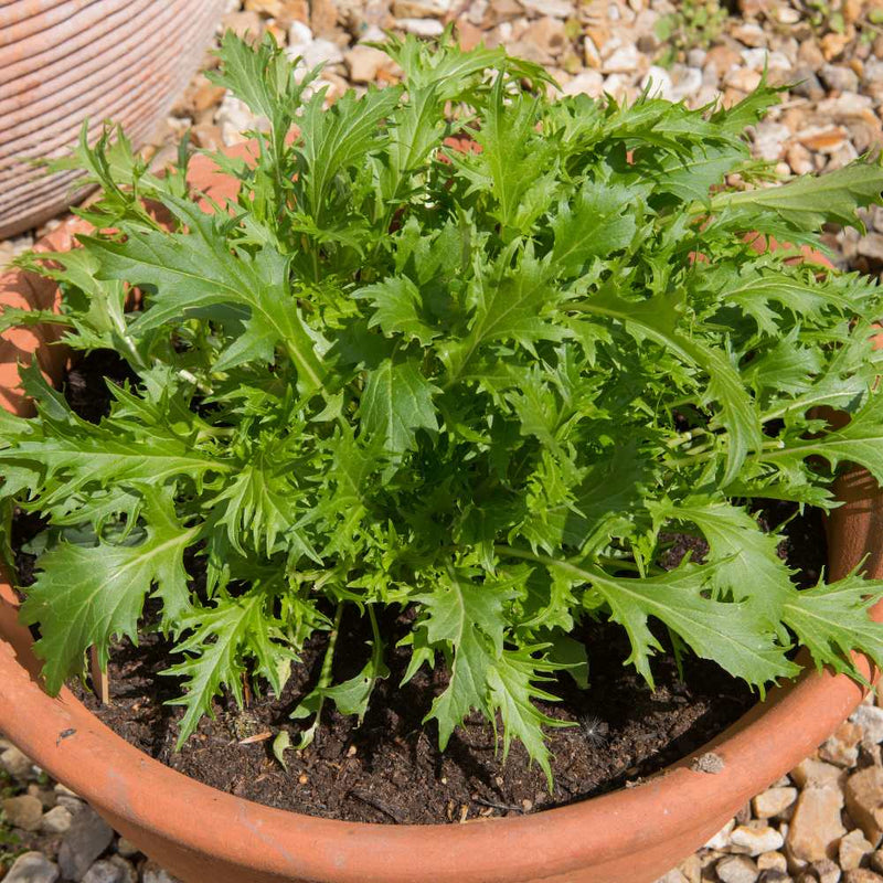 Green Mizuna Seeds for Planting  Fast-Growing Vegetable Greens