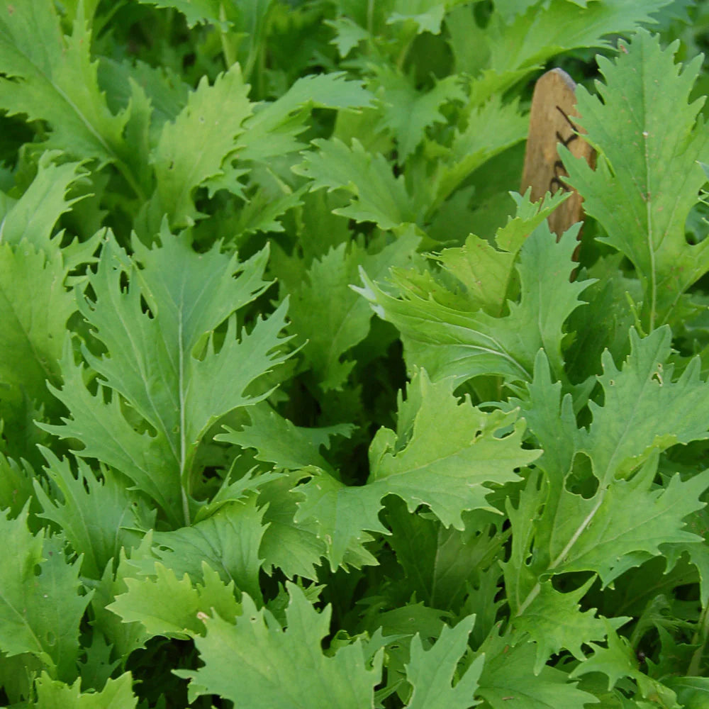 Green Mizuna Seeds for Planting  Fast-Growing Vegetable Greens