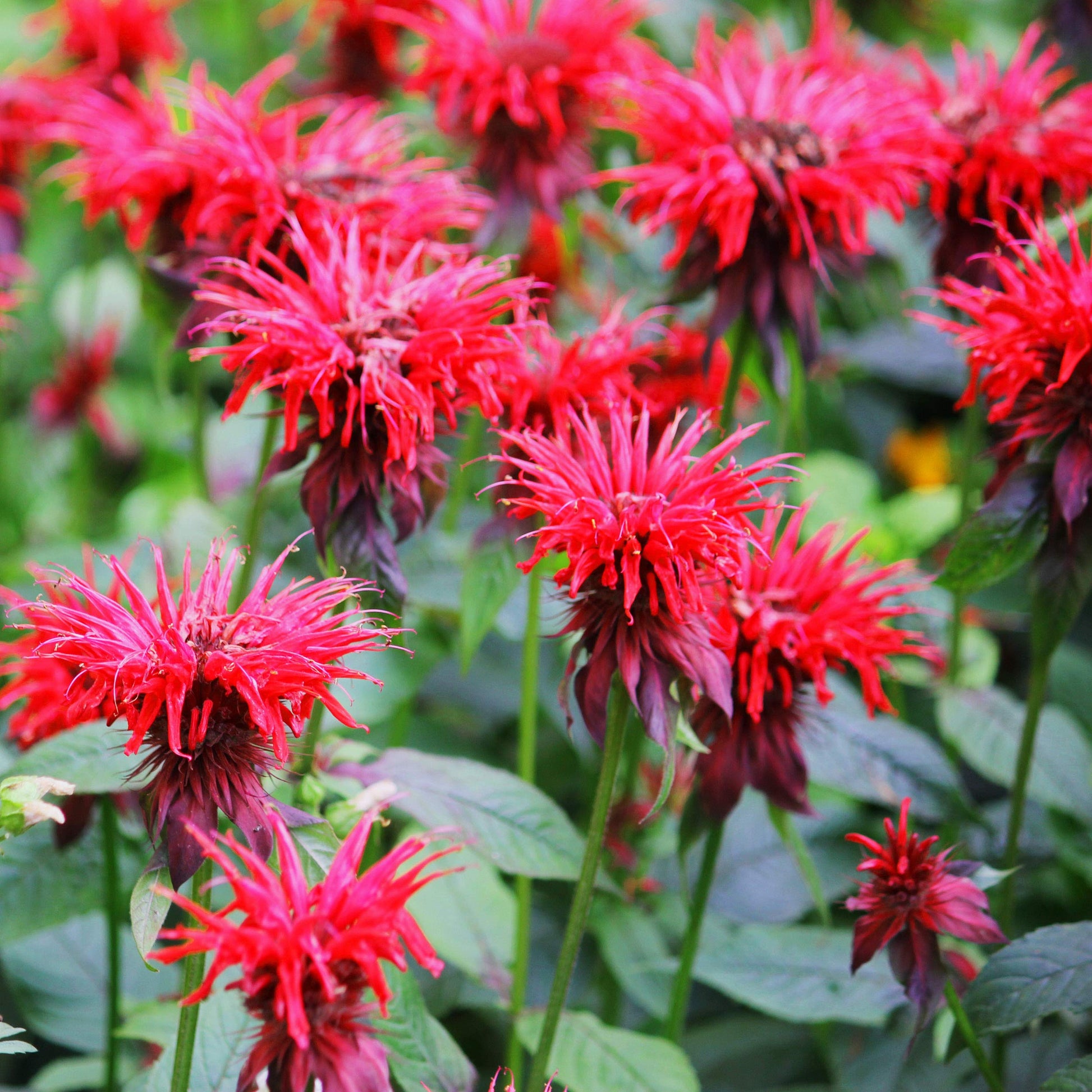 Monarda Didyma flowering seeds for gardens