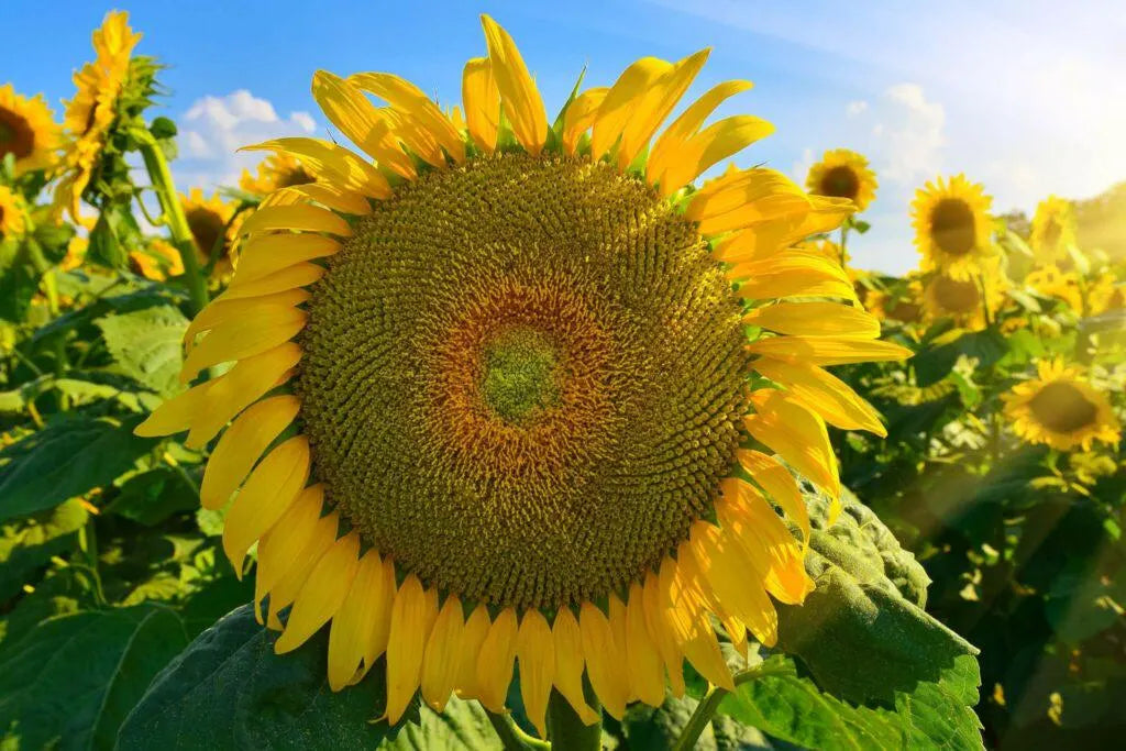 Non GMO Gray Mongolian Sunflower seeds