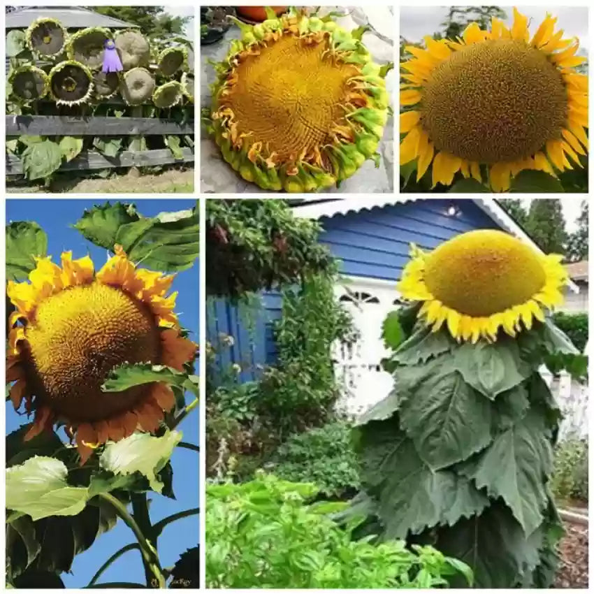 Gray Mongolian Sunflower seeds for planting