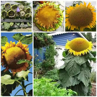 Gray Mongolian Sunflower seeds for planting