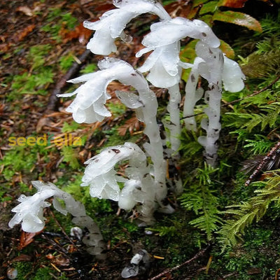 100 Pcs