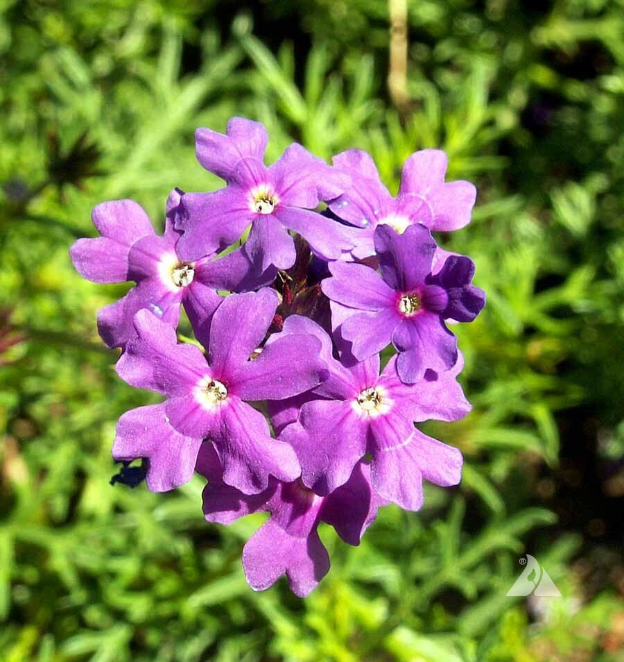 High germination Violet Moss Verbena seeds