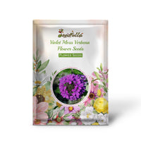 Non GMO Violet Moss Verbena seeds