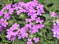 Violet Moss Verbena flowering seeds for gardens
