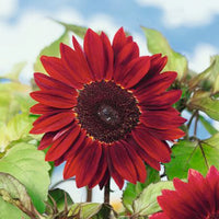 Moulin Rouge Sunflower seeds for planting