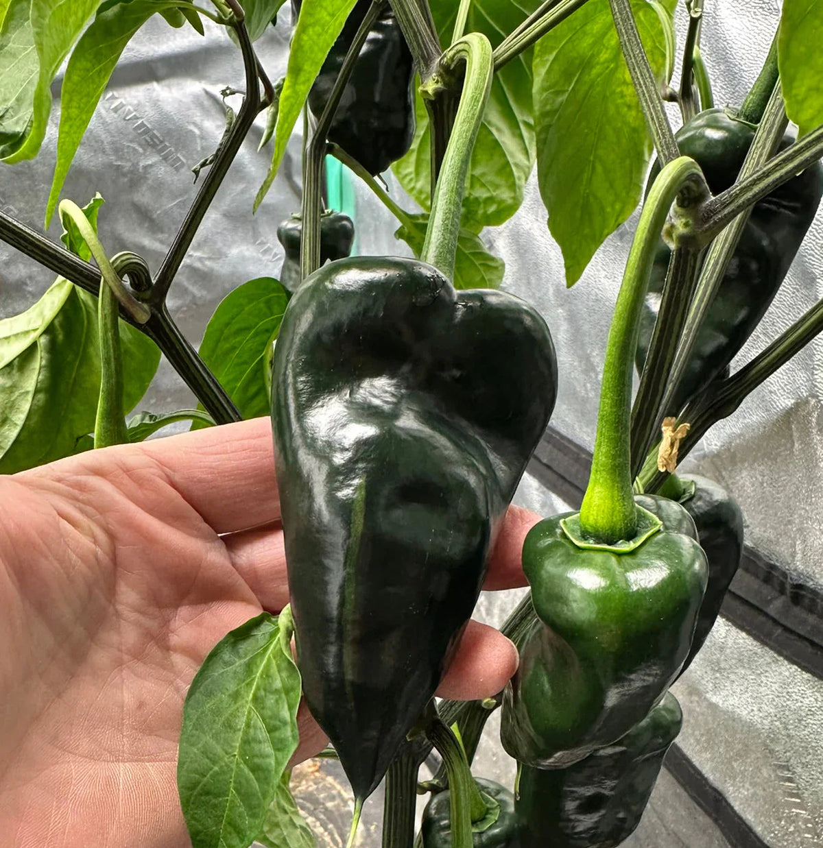 Green Ancho Poblano Vegetable Planting Seeds